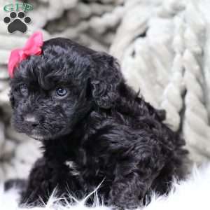 Rosa, Cavapoo Puppy